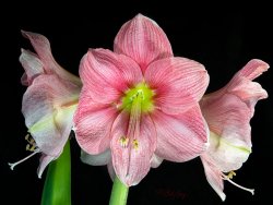 Amaryllis-2-small.jpg