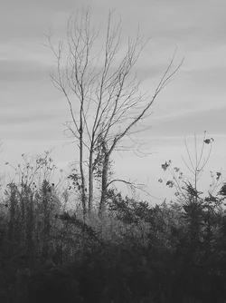 8 Tim's tree bw (1).webp