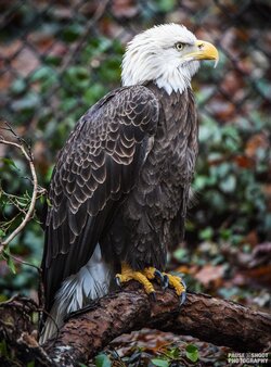 Maymont with Faith - Pause Shoot Photography-28.jpg