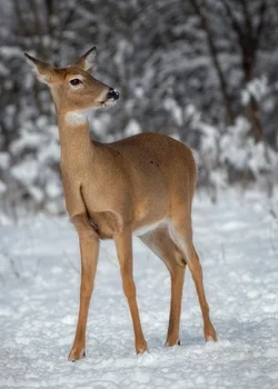 deersnow copy.webp