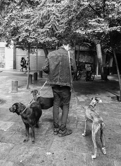 ThreeDogs.webp