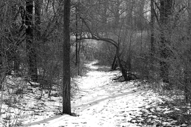 path less traveled.webp