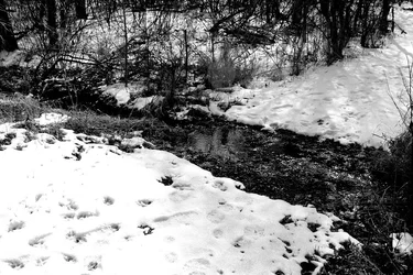 Step over creek .webp