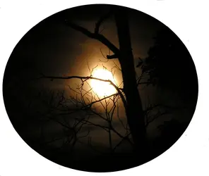 fog moom & branches  .webp