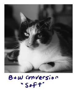 soft.webp soft.webp