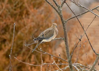 1-birds 037.webp