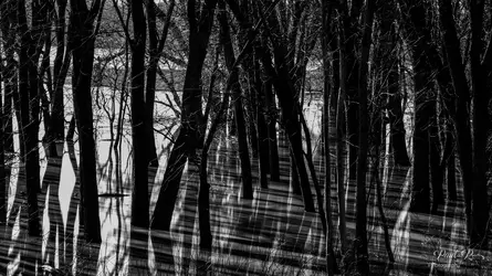 _AAA1985B&W.jpg _AAA1985B&W.jpg