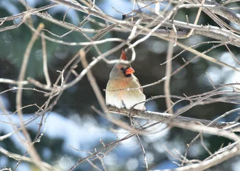 1-birds 010-002.webp