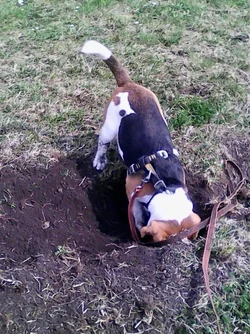diggingdog - 1.webp