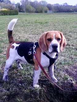 diggingdog2 - 1.webp