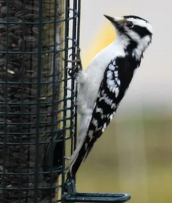 woodpecker0847.webp