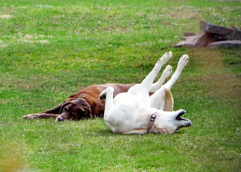 1-neighbors dogs 020.webp