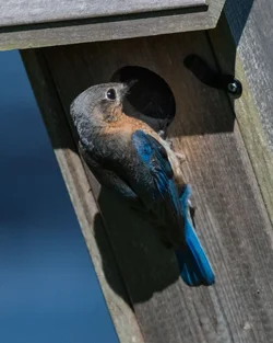 bb-perch.webp bb-perch.webp