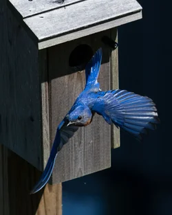 flyout.webp flyout.webp