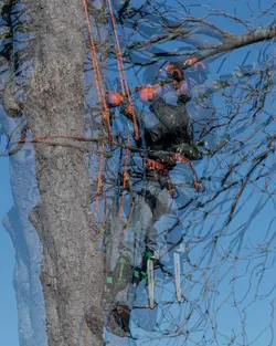 paul-bunyan.webp