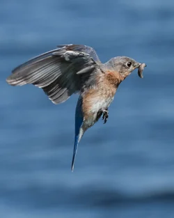 w-grub--landing_2.webp
