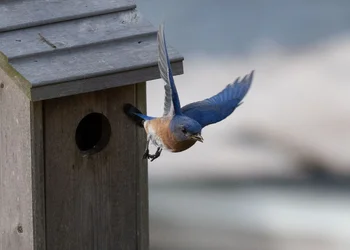 leave-nest-1.webp leave-nest-1.webp