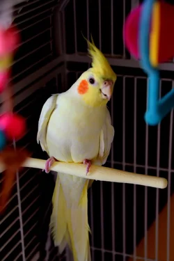 1-cockatiels 015.webp