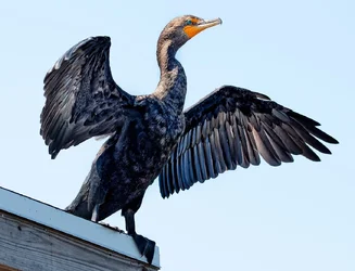 DSC_0782_cormorant.webp