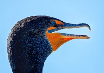 DSC_0814_cormorant-head.webp