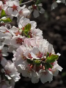 P5070004b-Crop01-C1.webp