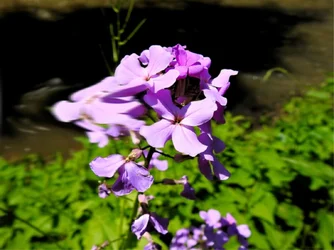 Blur Example 2.webp Blur Example 2.webp