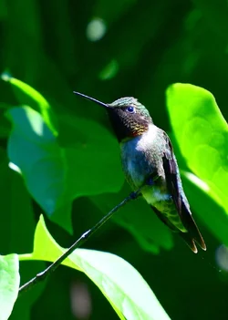 1-hummers 009.webp
