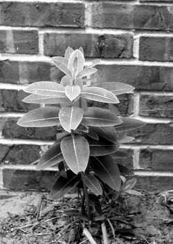 Milk weed.JPG