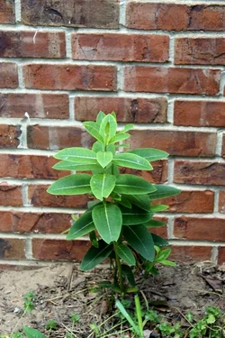 Colored milk weed.webp