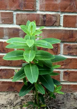 Colored milk weed.Jpg