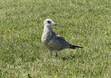 $Bird Close Up by CS_1024.jpg