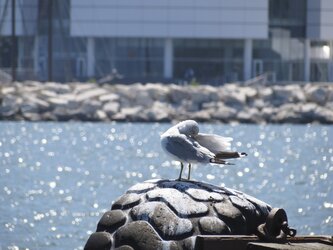 $Sea Gull Cleaning by CS_1024.jpg