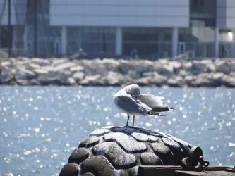 $Sea Gull Cleaning by CS_1024.webp $Sea Gull Cleaning by CS_1024.webp