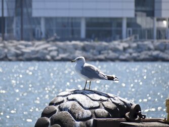 $Sea Gull On A Tire by CS_1024.jpg