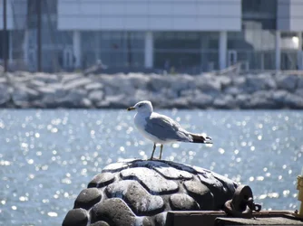 $Sea Gull On A Tire by CS_1024.webp $Sea Gull On A Tire by CS_1024.webp