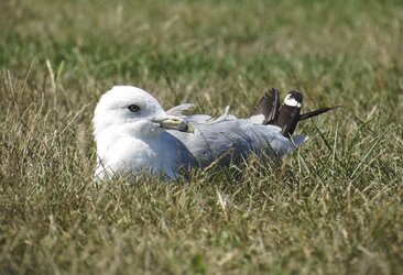 $Sea Gull Relaxing by CS _1024.jpg