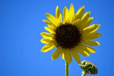 $Sunflower 1.webp