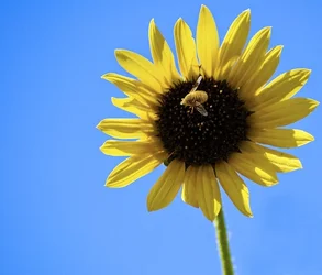 $Sunflower Bee III.webp