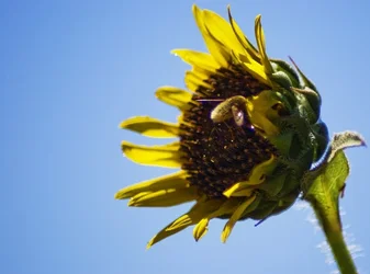 $Sunflower Bee II.webp
