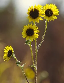 $Sunflowers.webp