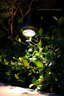$IMG_0893.webp