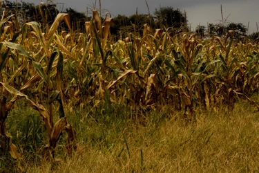 $Hill and Wheat Field (6).webp