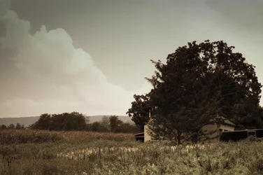 $Hill and Wheat Field (10).webp