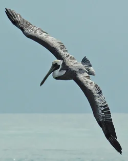 $Cleaned up Pelican.webp