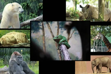 $collage.webp