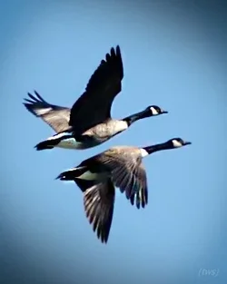 $birds-5.webp