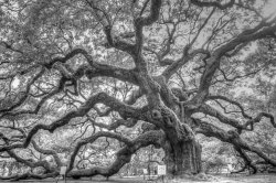 $Angel oak.jpg