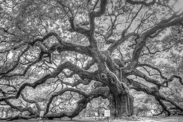 $Angel oak.webp