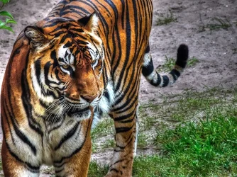 $Tiger-contrast-resized.webp