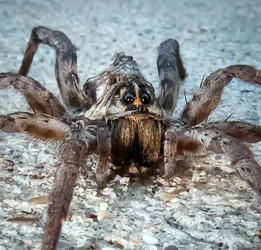 $GorillaSpider092212-1_zpsb3627ab2.webp